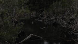 Selva Fría. Archivo y software de montaje fílmico participativo